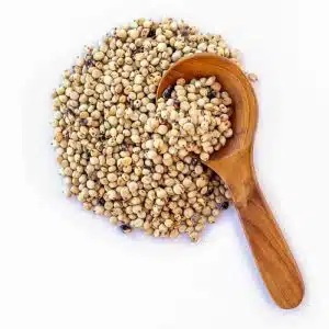 Sorghum