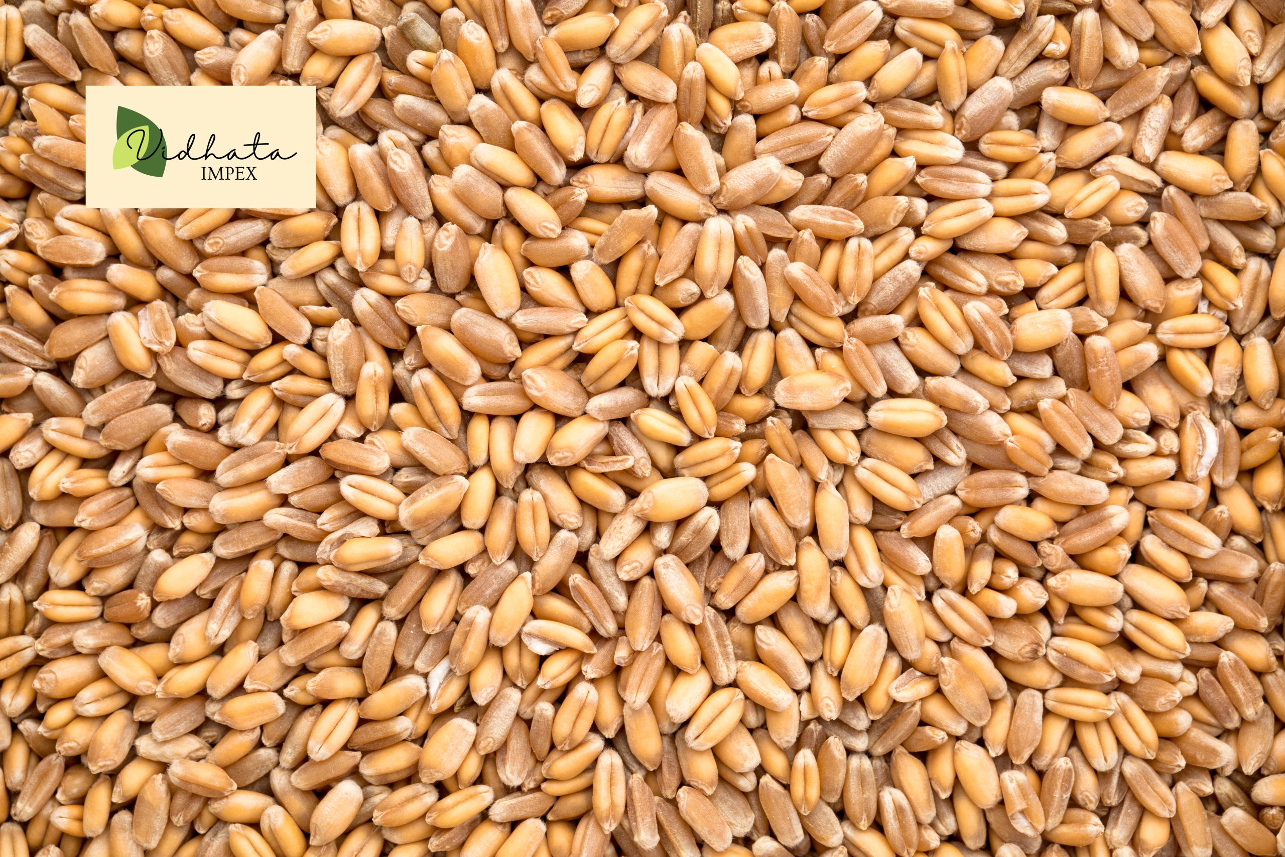 Background,Of,Hard,Red,Winter,Wheat,Grain